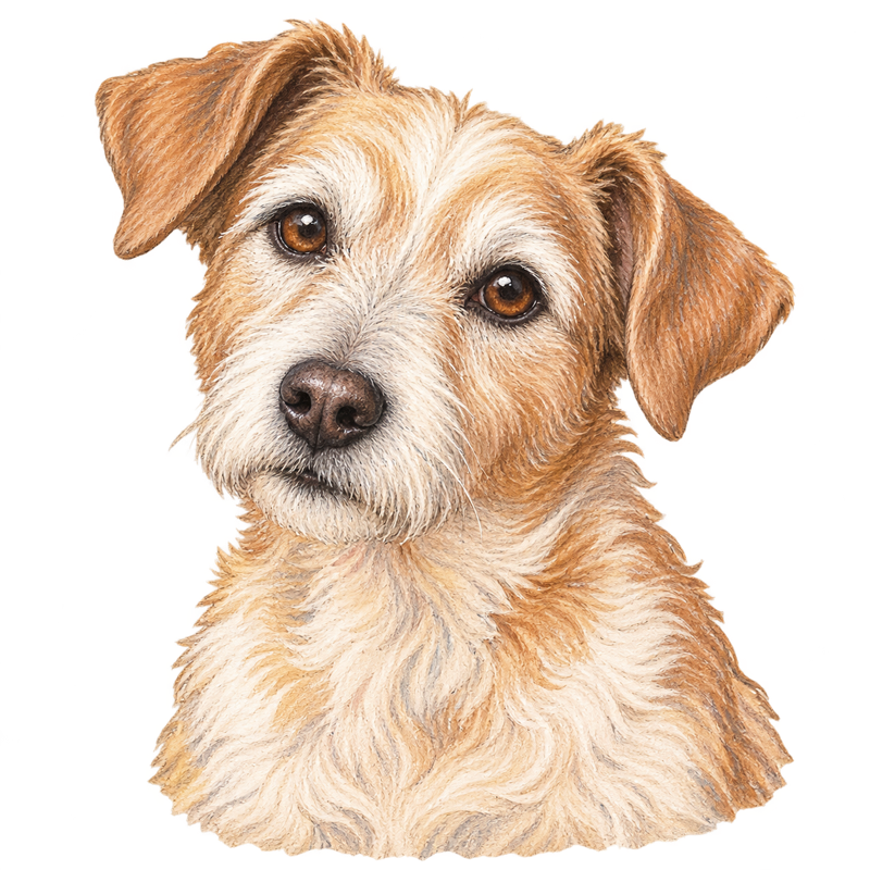 Rosie terrier portrait